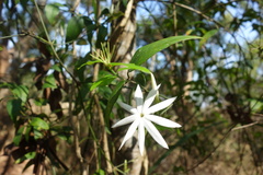Jasminum nervosum