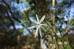 Jasminum nervosum