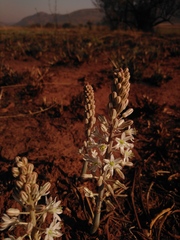 Drimia sanguinea