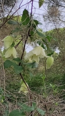 Clematis cirrhosa