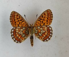 Boloria eunomia