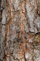 Acanthocinus aedilis