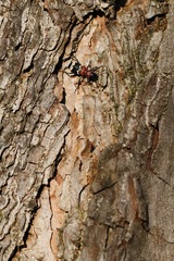 Thanasimus formicarius