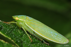 Gyponana