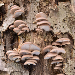 Pleurotus ostreatus