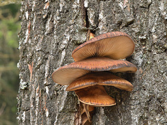 Pleurotus ostreatus