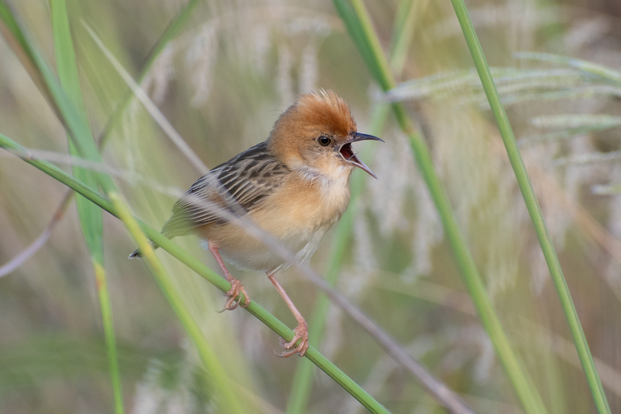 Golden-headed Cisticola illustration