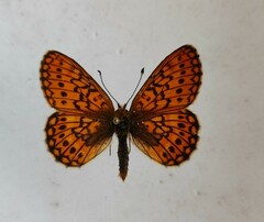 Boloria eunomia