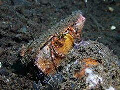 Dardanus sanguinolentus