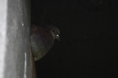 Columba livia domestica