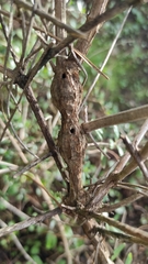 Eteobalea teucrii
