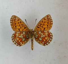 Boloria eunomia