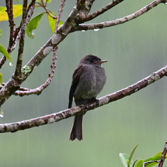 Contopus cinereus