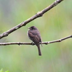 Contopus cinereus