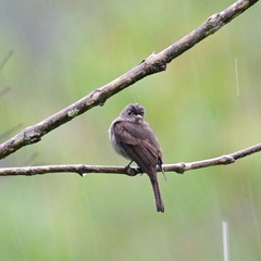 Contopus cinereus