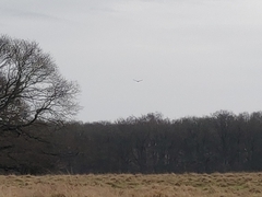 Haliaeetus albicilla