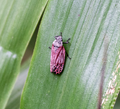 Mahanarva rubripennis