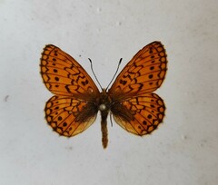 Boloria eunomia