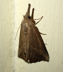Hypena obacerralis