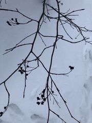 Amelanchier spicata