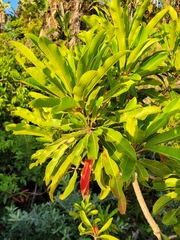 Protorhus longifolia