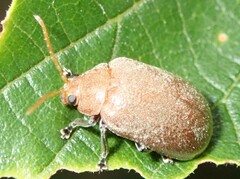 Menippus cynicus