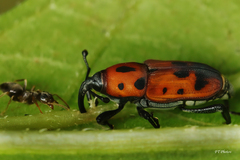 Rhodobaenus quinquepunctatus