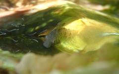 Petroscirtes ancylodon