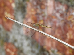 Crocothemis servilia