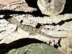 Cyrtodactylus khelangensis