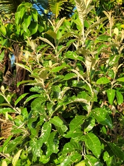 Brachylaena discolor