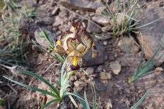 Iris meda