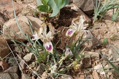 Iris meda