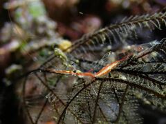 Manipontonia psamathe