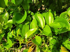 Smilax anceps