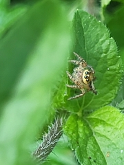 Hyllus