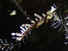 Eubranchus