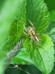 Hyllus