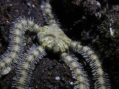 Macrophiothrix
