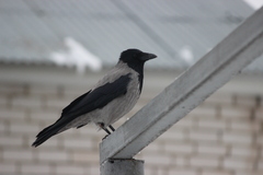 Corvus cornix