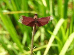 Neurothemis fulvia