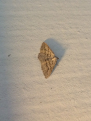 Digrammia imparilata