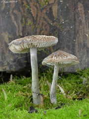 Pluteus thomsonii