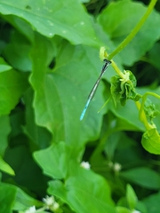 Agriocnemis pieris