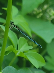 Agriocnemis pieris