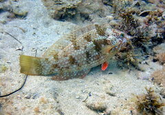 Notolabrus parilus