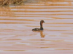 Tachybaptus ruficollis capensis