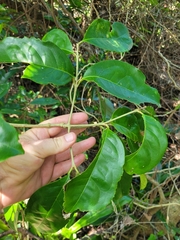 Chionanthus peglerae