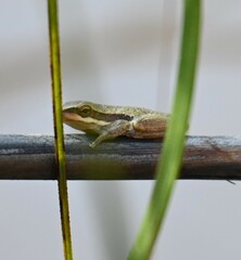 Litoria adelaidensis