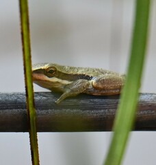 Litoria adelaidensis
